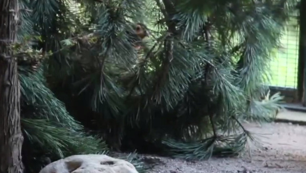 Филиал московского зоопарка рассказал об уникальных новосёлах