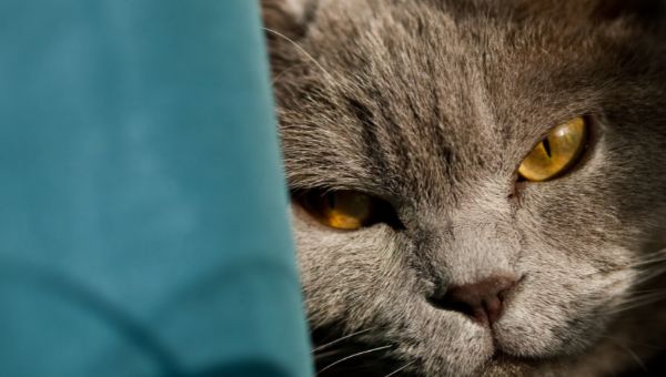 Не обижайте кошку: она запомнит это, говорят учёные