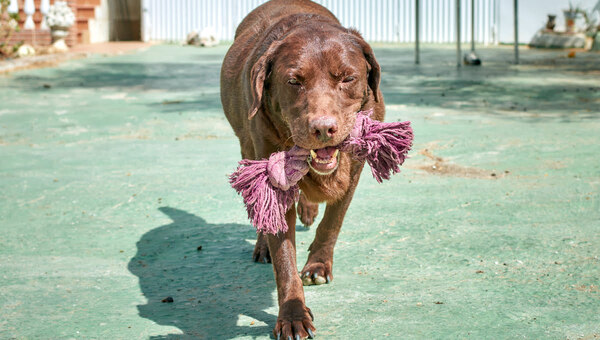 В России вводят обязательное страхование для владельцев опасных пород собак