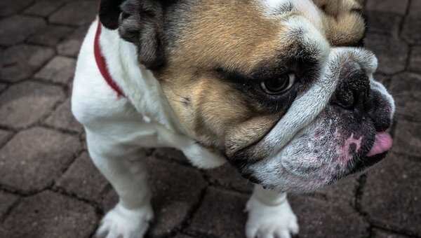 В Подмосковье догхантеры, охотясь на собак, угрожают детям