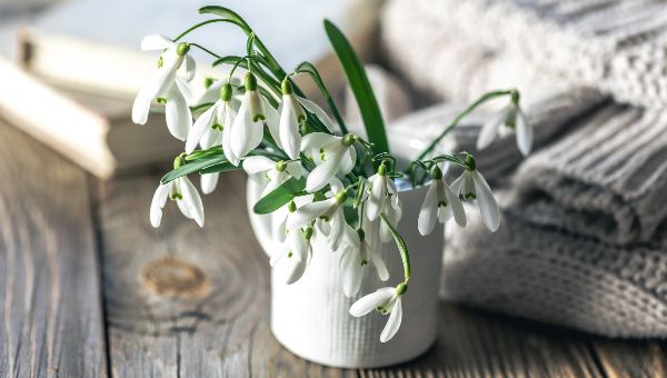 За сбор подснежников может грозить не только штраф