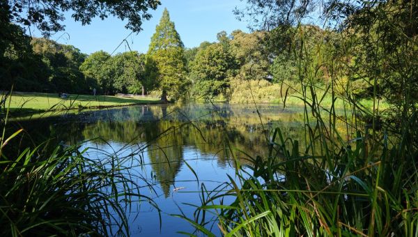Краснокнижная птица всё больше осваивает подмосковные территории