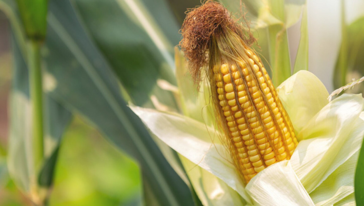 «Чудо в кукурузном поле»: МАК раскрыл детали расследования аварийной посадки самолёта в Подмосковье
