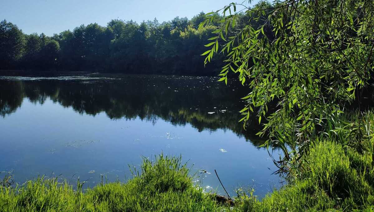 «100 прудов и озёр»: в Подмосковье идёт экологическая перезагрузка