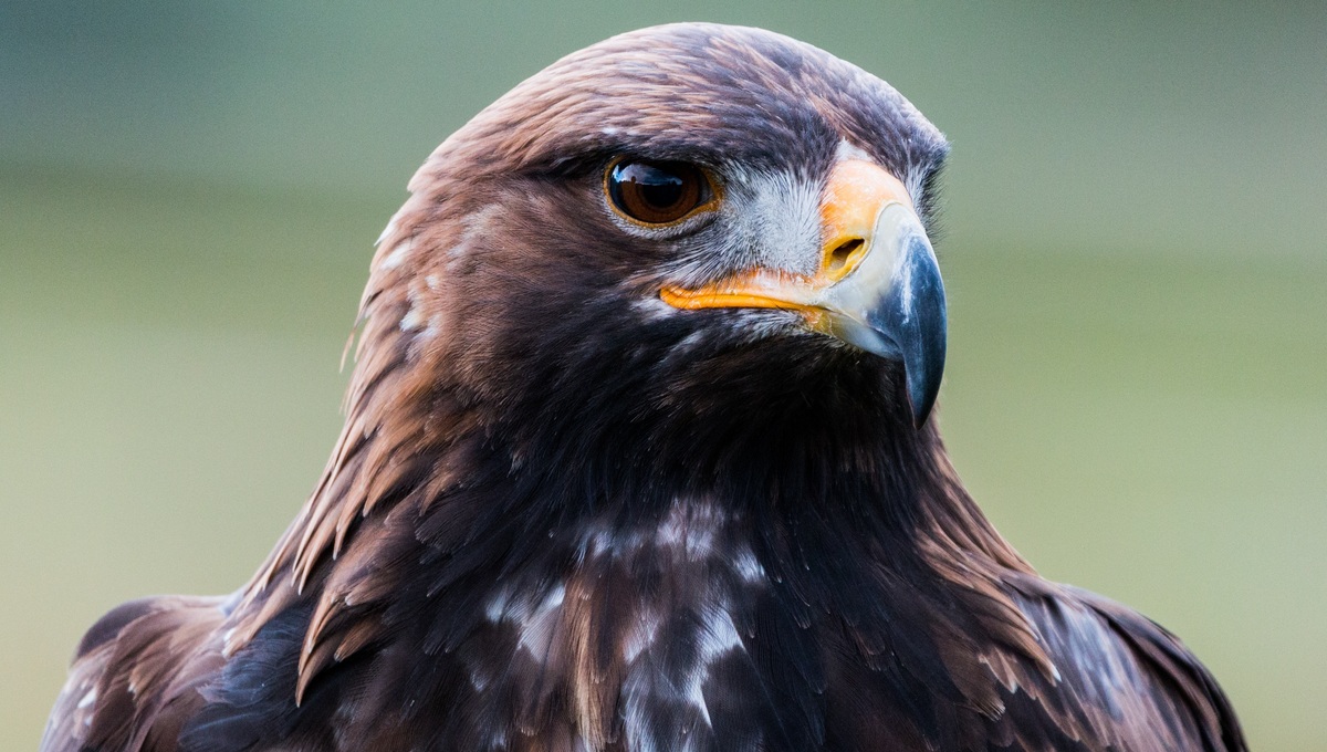 Хищные птицы Кремля сменили место жительства