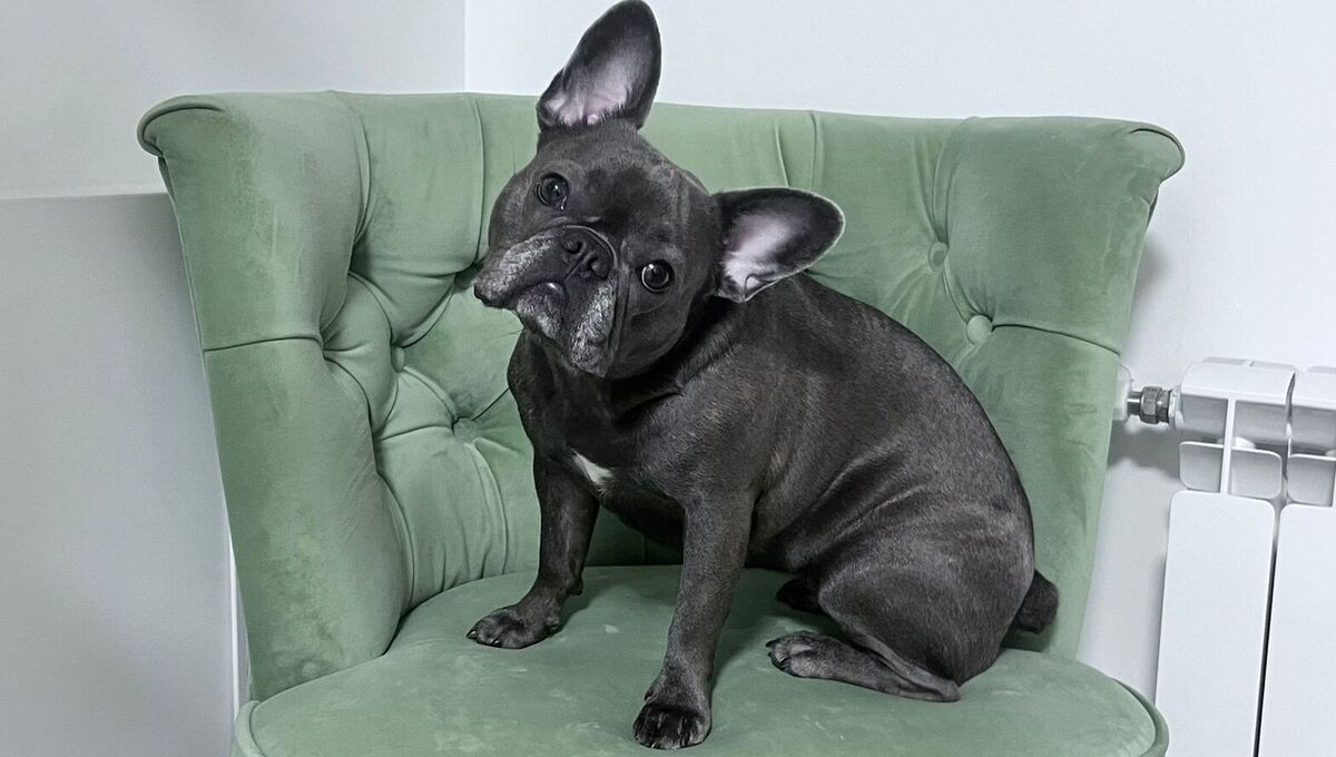 В Подмосковье регистрация животных переведена в онлайн-формат