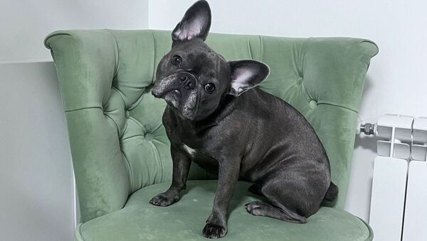 В Подмосковье регистрация животных переведена в онлайн-формат