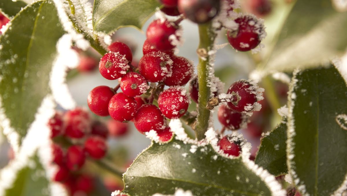 Зимнее великолепие: эти растения сделают сад ярким и лаконичным