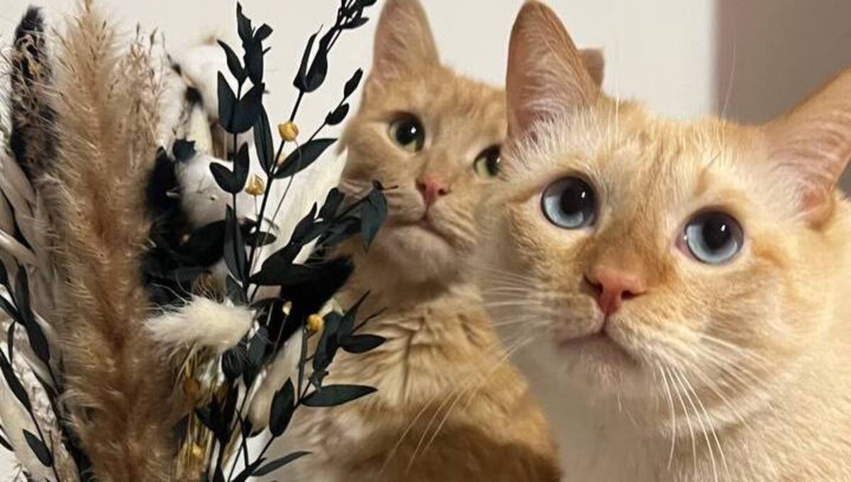 Связь кошек и шизофрении: что говорят исследования?