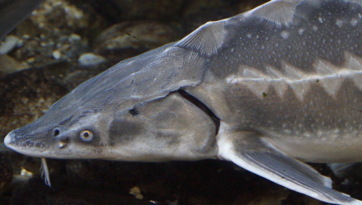 Река Ока пополнилась стерлядью