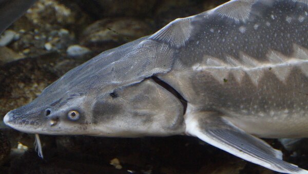 Река Ока пополнилась стерлядью