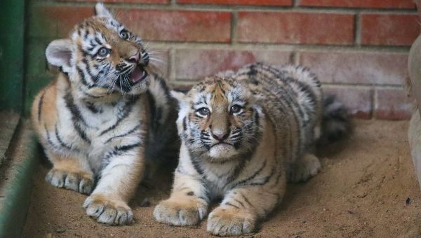 Московский зоопарк отправил детей и взрослых в «полосатый рейс»