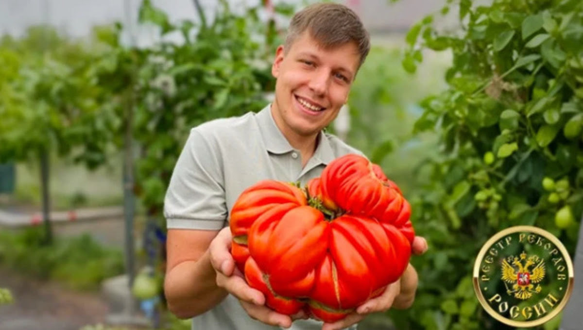 В России вырастили рекордно увесистый помидор