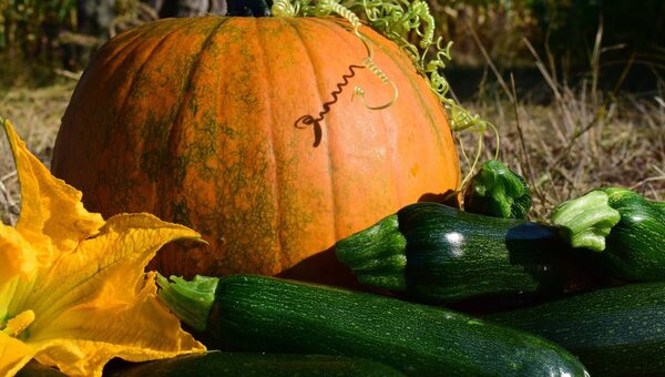 Этой осенью кабачки и тыква триумфально захватывают кухни россиян