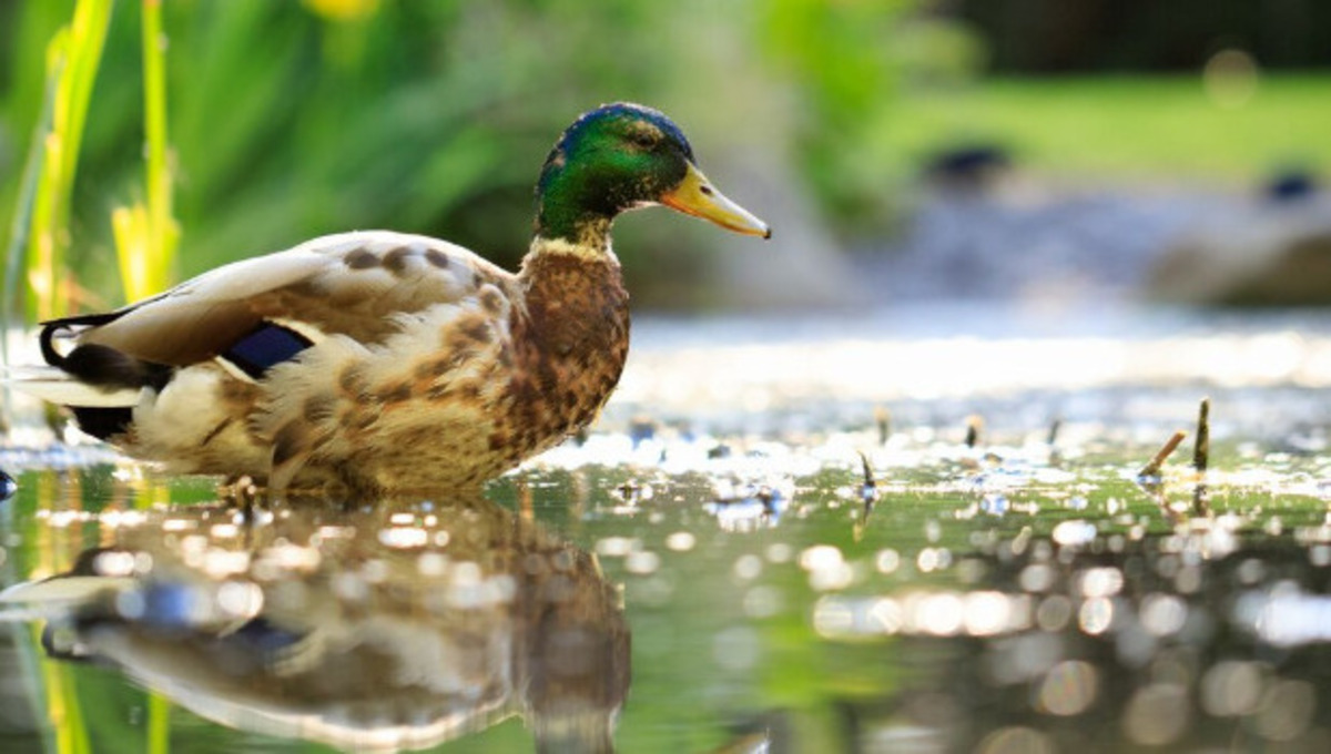 В Москве завершилась история невероятного спасения селезня