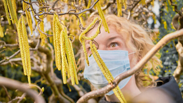Вакцина от пыльцы берёзы готовится к клиническому применению