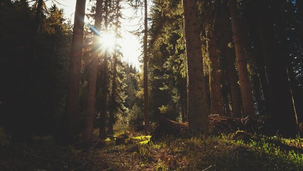 В лесах под Серпуховом вновь появятся люди в белой одежде