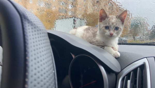 Мобильные ветпункты приедут в парки Подмосковья