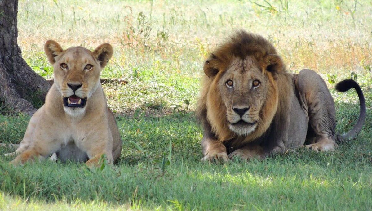 Непростое решение был вынужден принять директор крымского сафари-парка «Тайган»