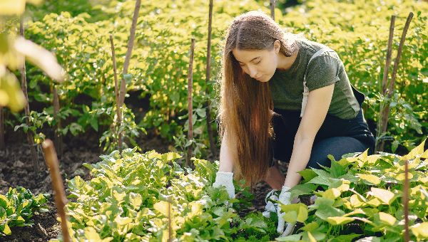 В садовых товариществах будет больше порядка