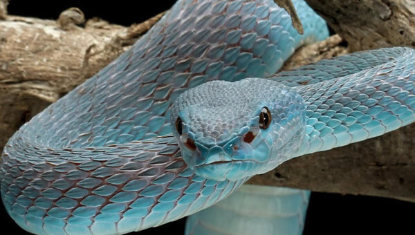 Редкий экзотический питомец укусил жительницу Москвы