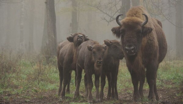 Приокско-Террасный заповедник — один из лучших природных объектов России
