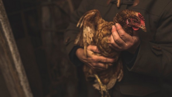 H5N5: зарегистрирована первая смерть от птичьего гриппа