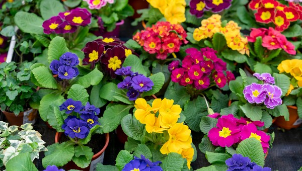 Успейте высадить эти цветы в марте – они расстелятся ярким ковром по участку