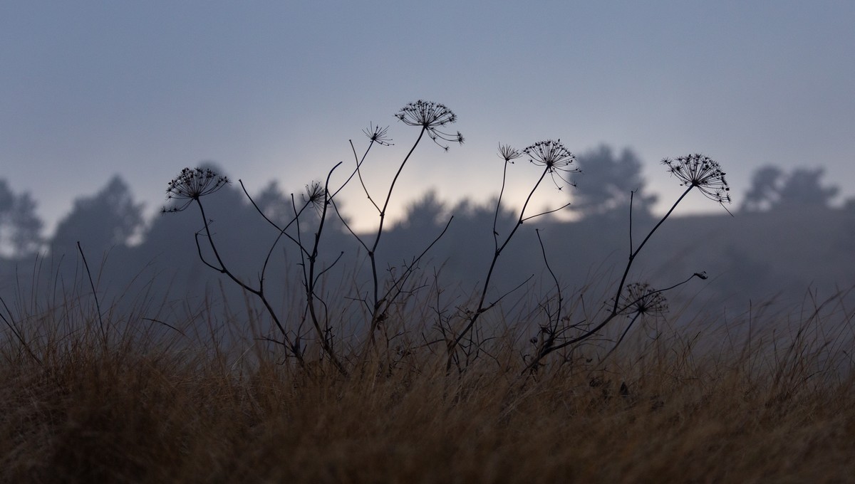 Дачникам приготовиться: с этой даты ночи в Подмосковье будут ледяными