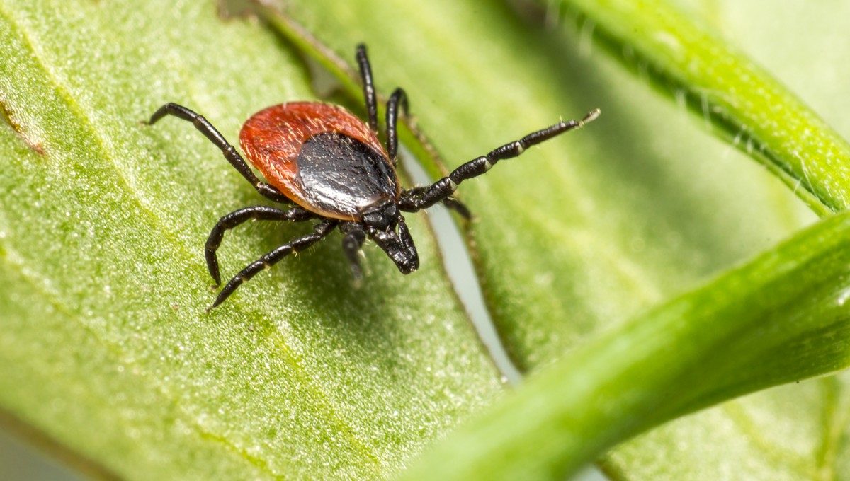 Жителям Подмосковья рассказали, сколько ещё стоит опасаться укуса клеща