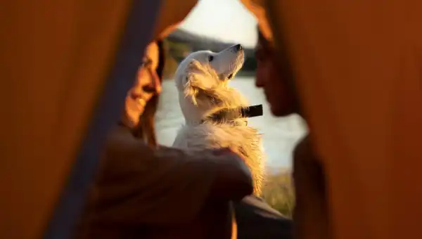 МегаФон: москвичи чаще других россиян путешествуют с питомцами