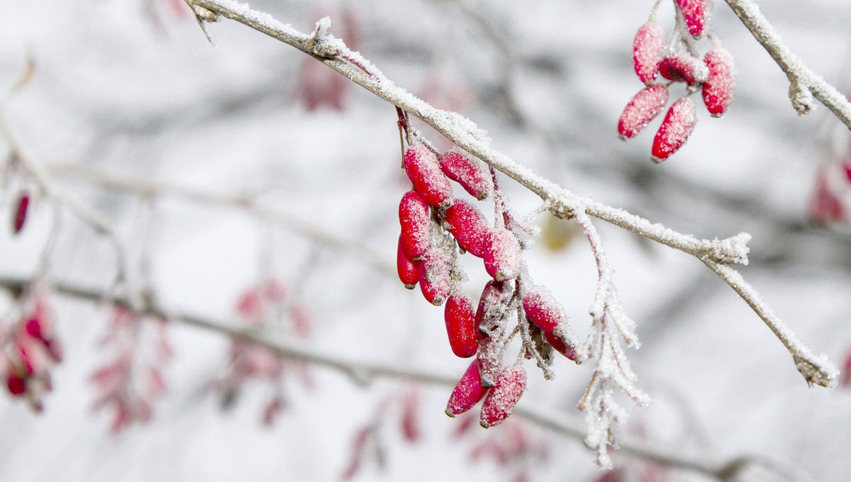 Зима близко: жителям Подмосковья рассказали о заморозках и снеге 