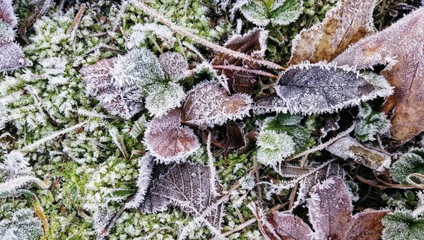 Этот день станет самым холодным на неделе, заморозки неизбежны