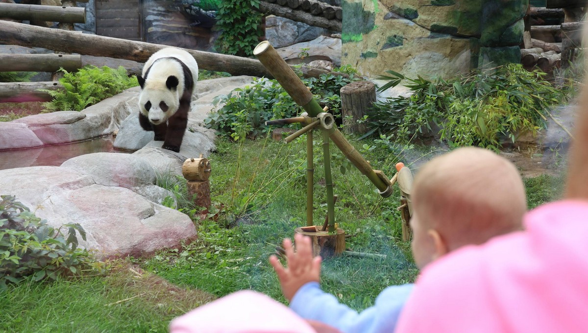 Панде Катюше вручили очень необычные подарки