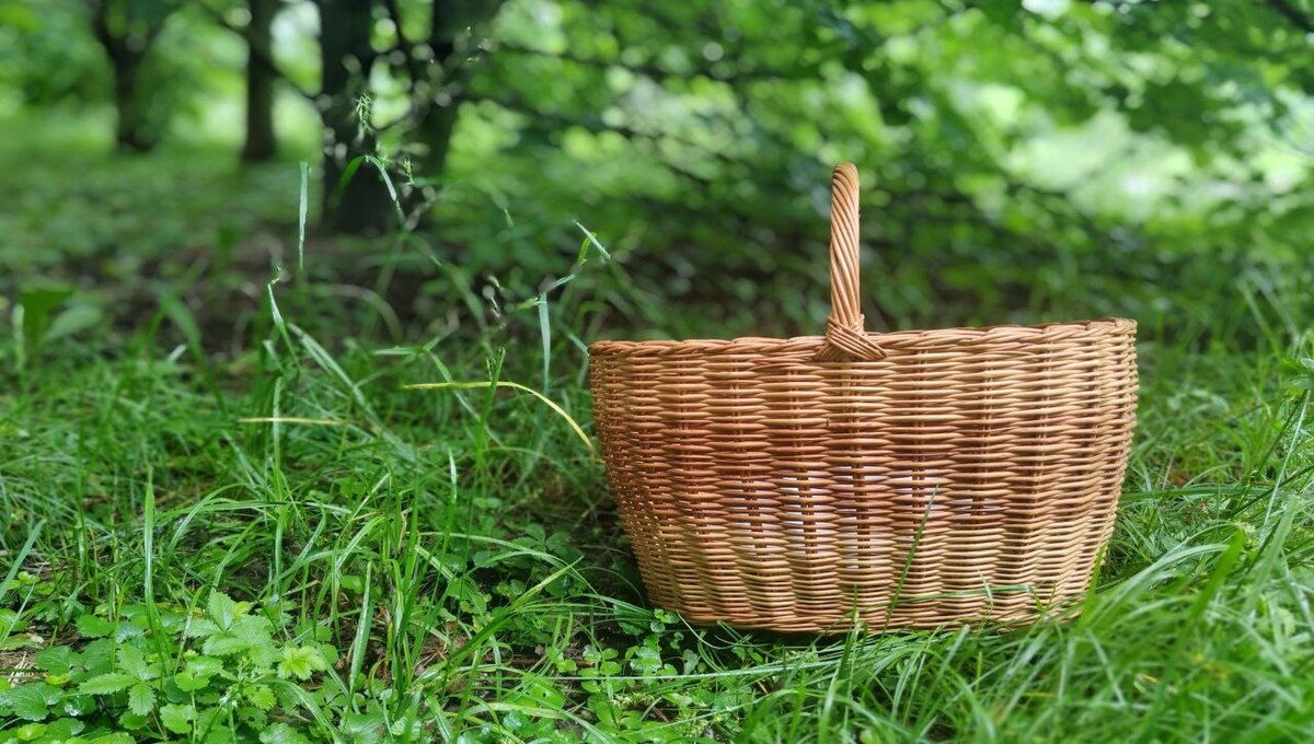 Печальные вести из лесов Подмосковья. Грибники идут домой ни с чем