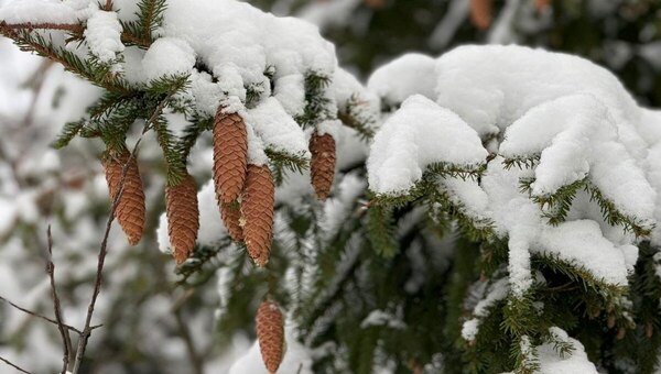 Когда в Подмосковье придёт потепление  после лютых морозов