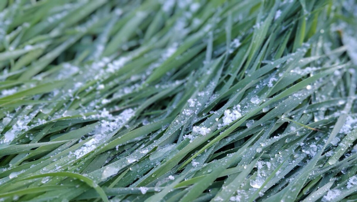 Синоптик Вильфанд рассказал, когда Подмосковье подморозит