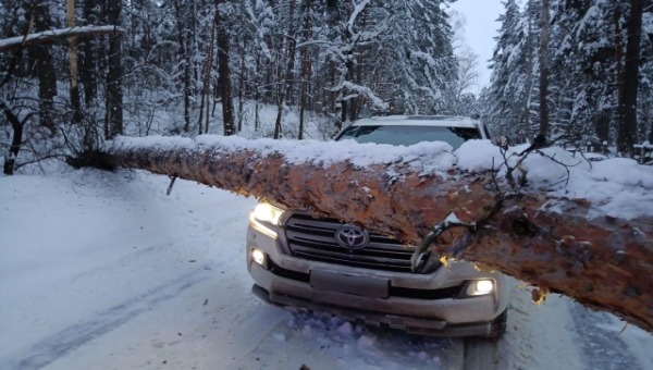 На юге Подмосковья сосна испытала на прочность мужчину вместе с его автомобилем