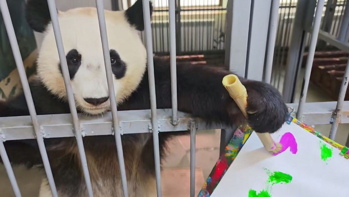 Катюшин шедевр — зоопарк представил первую картину юной панды