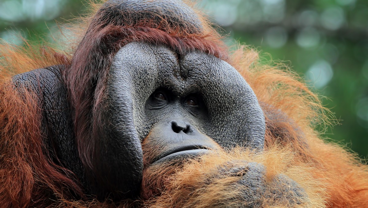 «С прискорбием сообщаем»: ушёл из жизни любимый питомец Московского зоопарка