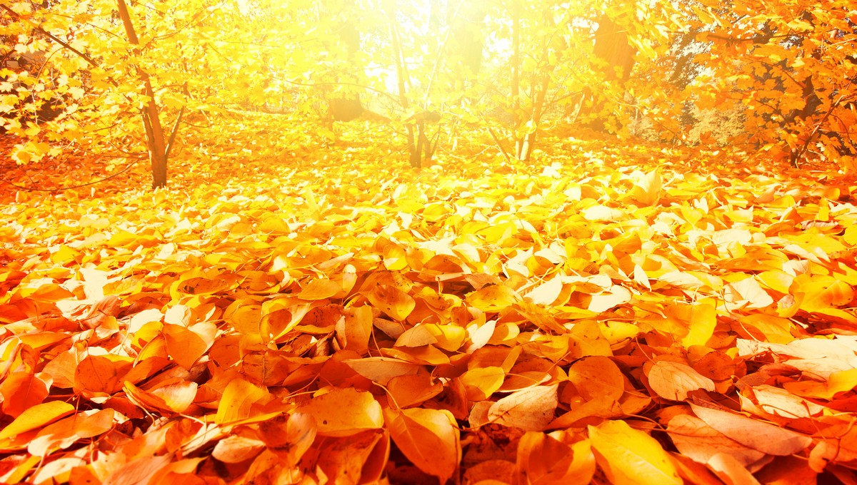 Когда в Подмосковье наступит период золотой осени