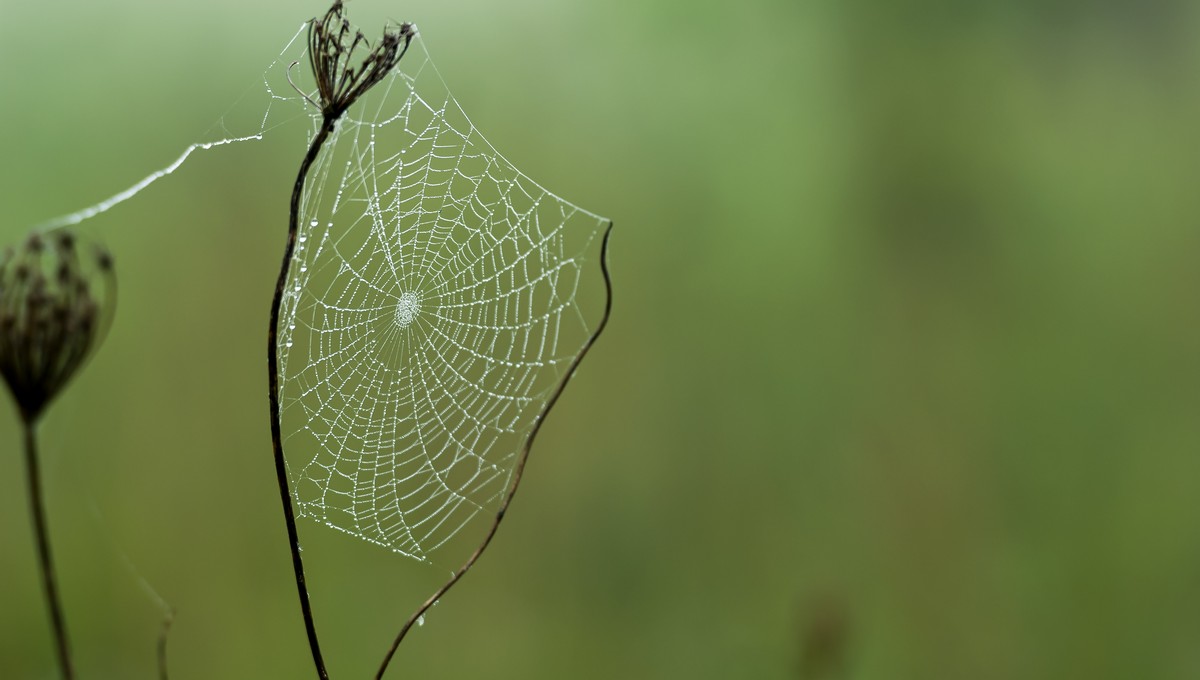 Куда и зачем «летят» пауки в Подмосковье