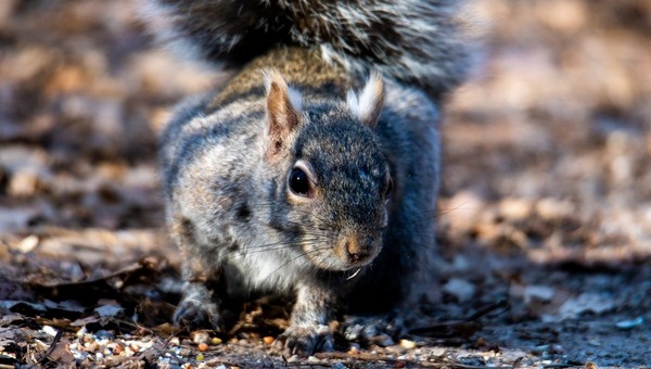 Кандидат наук призывает москвичей кормить столичных белок салом