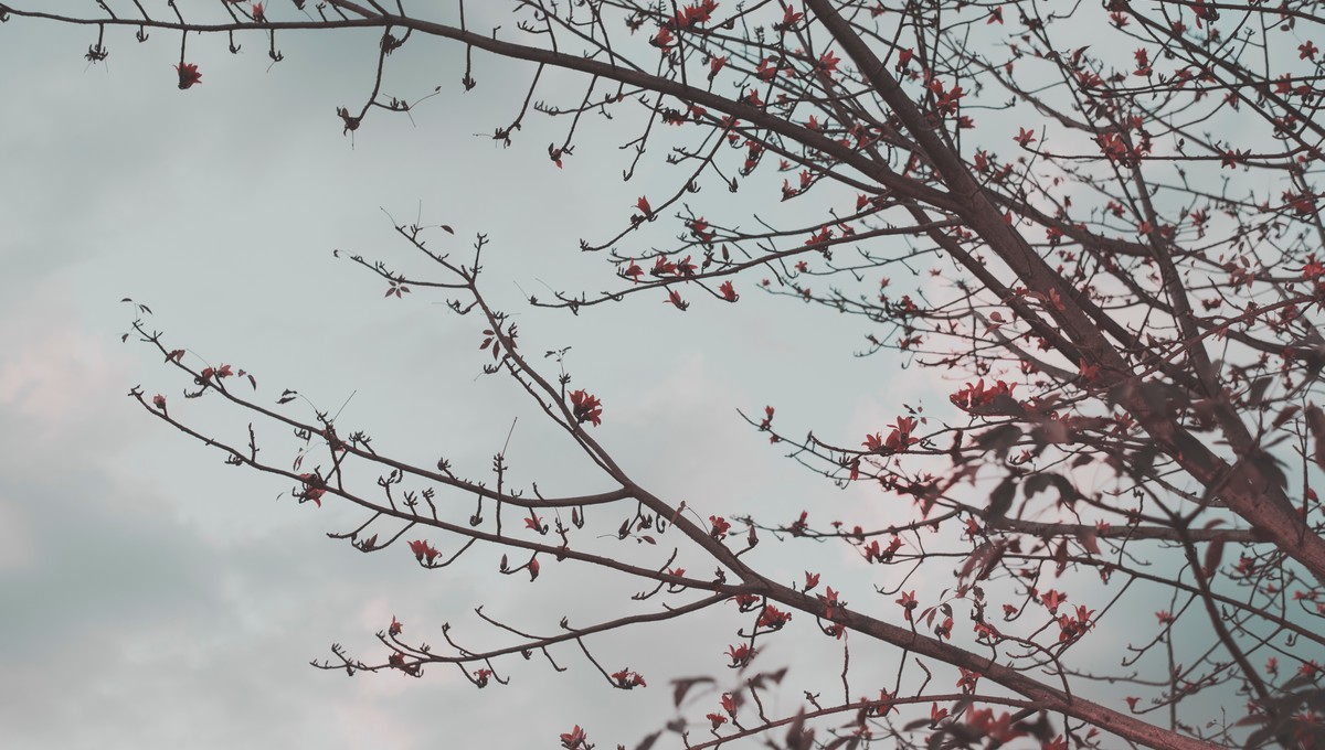 Сколько ещё можно не ждать морозов в Подмосковье