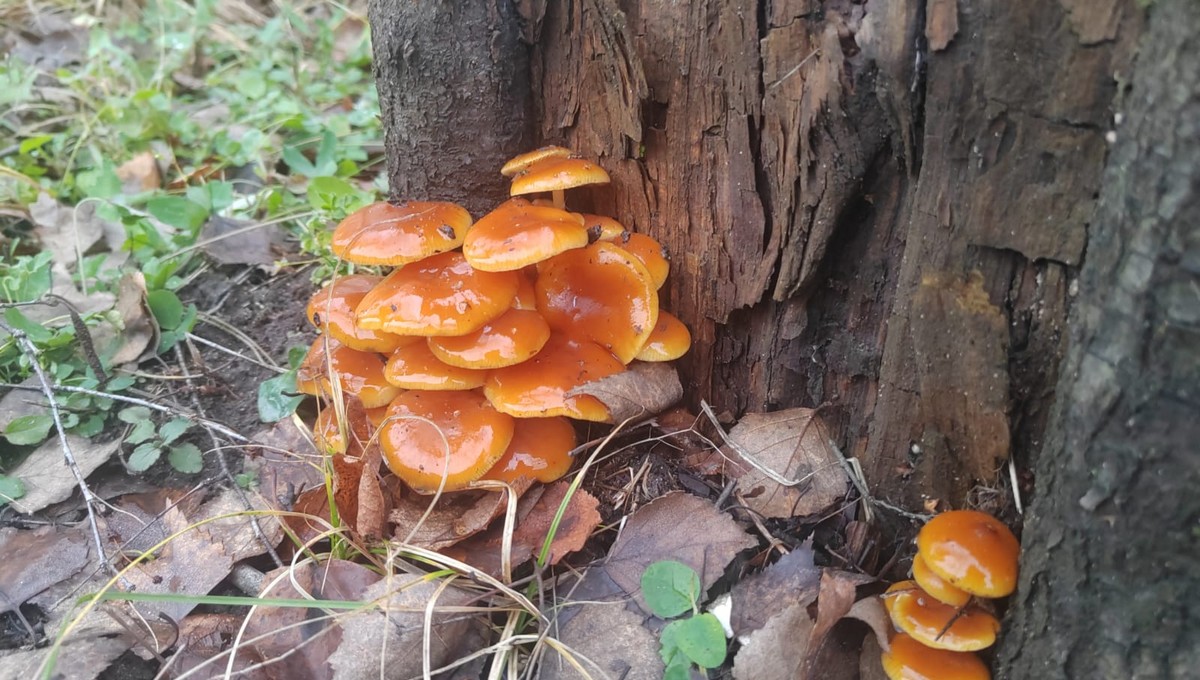 Грибники массово двинулись в леса Подмосковья — их заполонили эти грибы