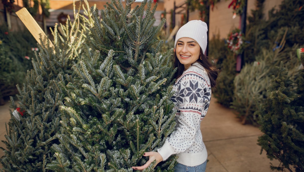 Раскрыта стоимость живой новогодней ели в 2025 году в Подмосковье