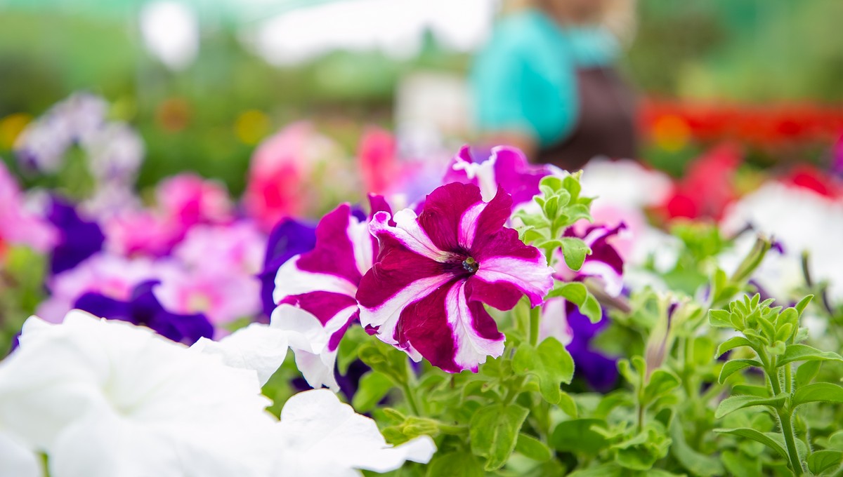 Петунии на рассаду в декабре-2025 сажайте только в эти плодородные дни