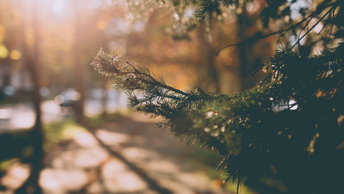 Нового года не будет: синоптик рассказал о погоде в главную ночь года