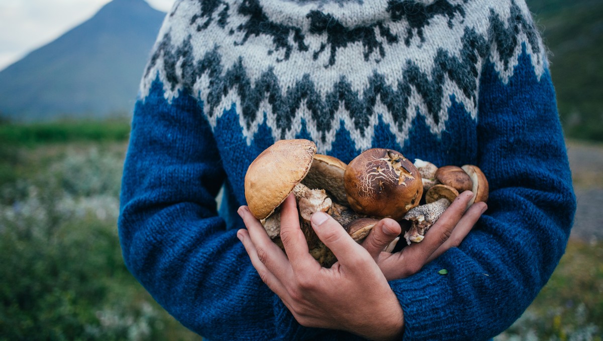 В Подмосковье начинается декабрьская грибная феерия