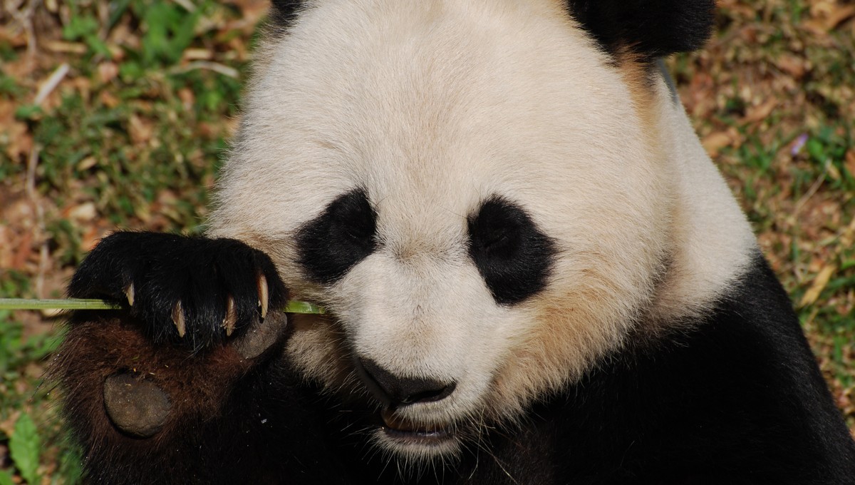 Московский зоопарк борется за панду Катюшу, но время уходит